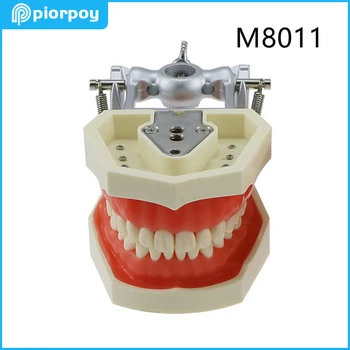 תקן מרפאת שיניים השיניים מודל Typodont נשלף Frasaco רך Gingivae מתאים קילגור Nissin רפואת שיניים אימונים M4027